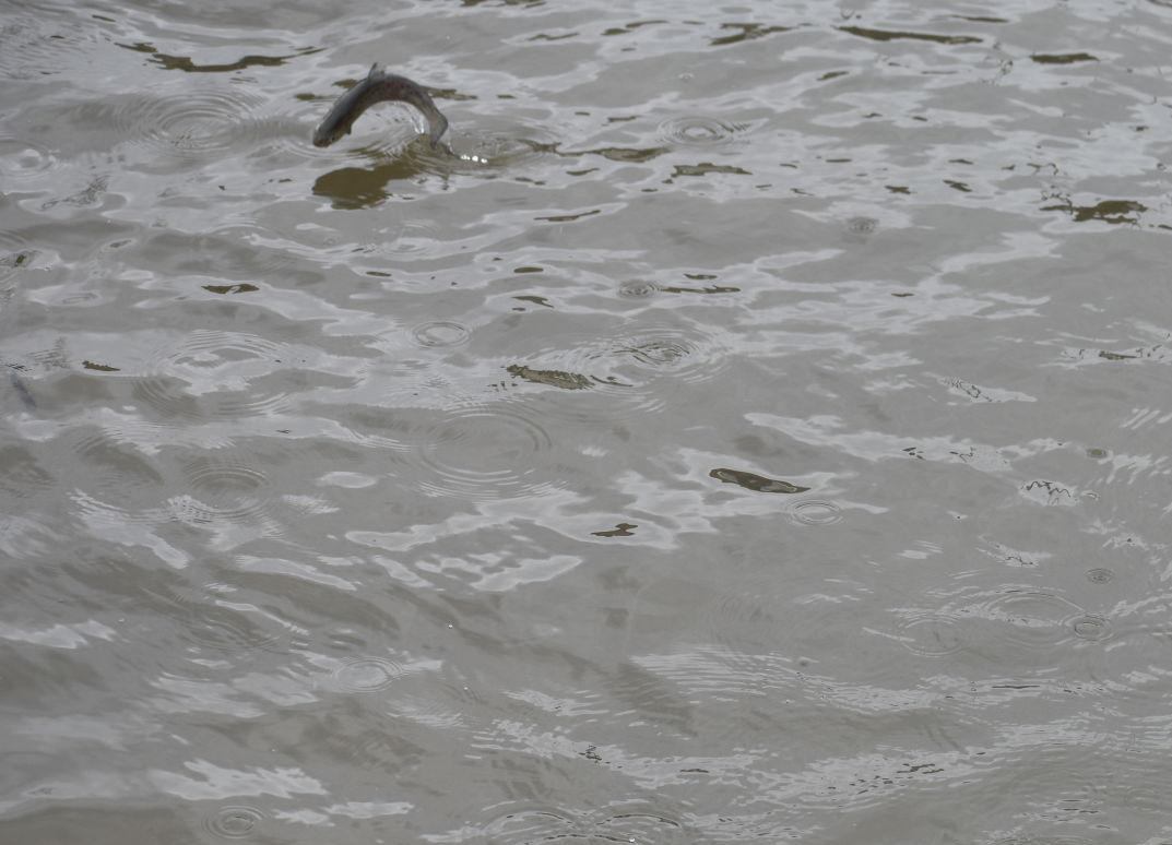 Releasing chinook salmon into Root River